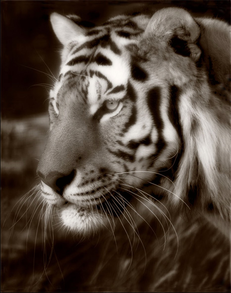Untitled Tiger